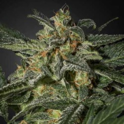 Barneys Farm White Widow XXL Auto